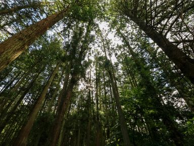 A view of tall trees in a dense forest with sunlight filtering through the leaves at Little Pale Near Whitland