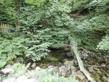 A stream surrounded by trees and ferns at Frongoch Old Power House in Dolgellau