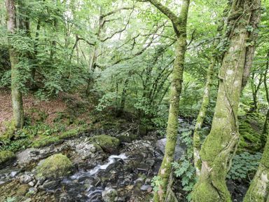A stream flowing through a forest with trees and rocks at Frongoch Old Power House in Dolgellau