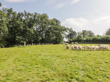 A grassy field with sheep grazing near trees at Meadow Cottage in Llanarthney nr Llandeilo Carmarthenshire
