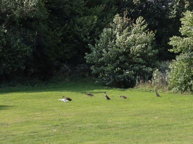 A grassy field with six birds near trees at Shepherds Joy in Kennerleigh near Cheriton Fitzpaine