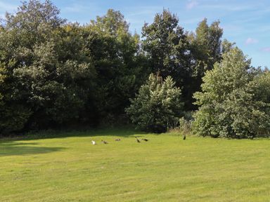 A grassy field with seven birds near trees at Shepherds Bliss in Kennerleigh near Cheriton Fitzpaine