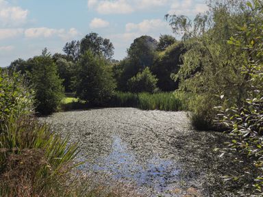 A pond surrounded by trees and vegetation under a partly cloudy sky at Shepherds Bliss in Kennerleigh near Cheriton Fitzpaine