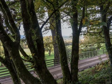 A dirt road with a wooden fence alongside a group of trees at Ballybeg Pod 5 Ballybeg near Tinahely County Wicklow