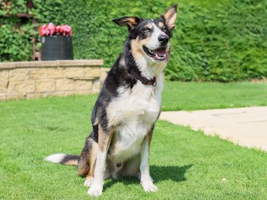 A dog sitting on grass near a stone wall with flowers in a garden