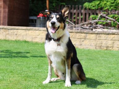 A dog sitting on grass in a garden with a stone wall and wooden fence in the background at Howard Cottage North Littleton near Offenham