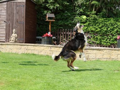 A garden with a dog jumping to catch a ball near a wooden shed and flower pots at Howard Cottage in North Littleton near Offenham
