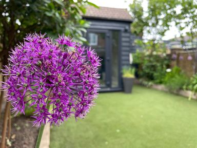 A purple allium flower in a garden with a black shed and greenery at Happy Place in Sheringham