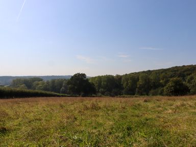 A grassy field with trees in the background under a clear blue sky at Sherway Dairy in Clyst Hydon near Bradninch