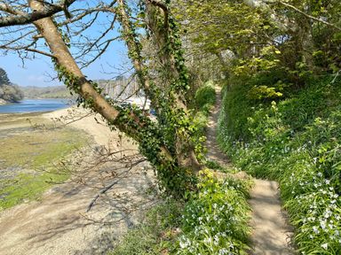 A narrow dirt path lined with plants and flowers next to a riverbank with boats in the distance at 3 The Bowling Green in St Just in Roseland near St Mawes