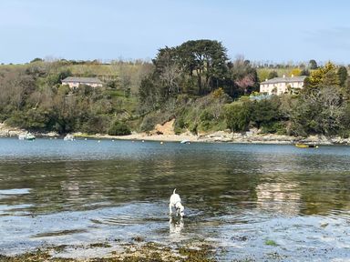 A dog standing in shallow water with a river, trees, and houses in the background at 3 The Bowling Green in St Just in Roseland near St Mawes