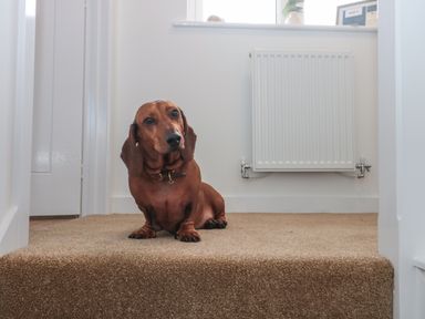 A brown dachshund dog sitting on carpeted stairs in a hallway with a radiator on the wall at Cotswold Outlet Coach House in Tewkesbury