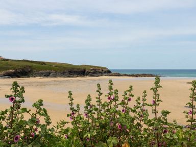 A sandy beach with pink flowers in the foreground green cliffs and the ocean in the background at Gwanda in Tregolds near St Merryn