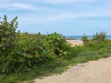 A sandy path with green bushes and grass leading to a beach with the sea in the background at Gwanda in Tregolds near St Merryn