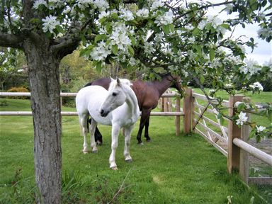 Two horses grazing near a wooden fence under a tree with white flowers October House Holiday Cabin Damerham
