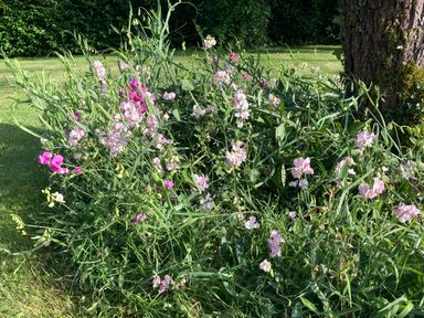 A garden area with pink and light pink flowers next to a tree at October House Holiday Cabin in Damerham