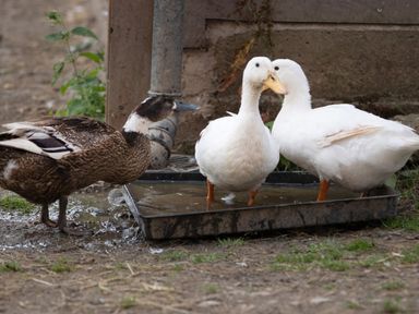 Three ducks near a water tray in a farm setting at Bryn Y Garreg - The Wireless Free Farm (No Tech!) Llangadfan near Llanwddyn