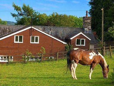 A horse grazing in a field near a wooden house at Bryn Y Garreg Cottage - The Wireless Free Farm, Llangadfan near Llanwddyn