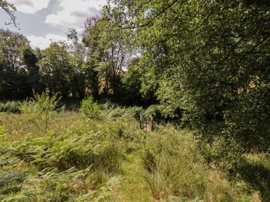 A path leading to a bridge surrounded by trees and ferns at Bryn Y Garreg Cottage - The Wireless Free Farm in Llangadfan near Llanwddyn