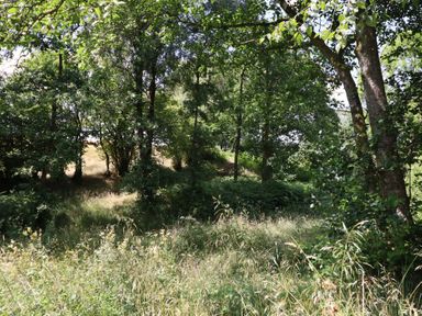 A wooded area with trees and grass at Bryn Y Garreg Cottage - The Wireless Free Farm in Llangadfan near Llanwddyn