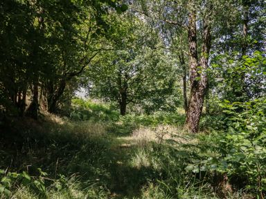 A path through trees and grass at Bryn Y Garreg Cottage - The Wireless Free Farm Llangadfan near Llanwddyn