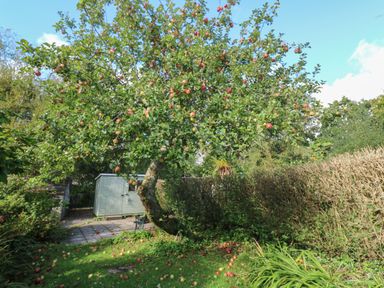 An apple tree with fruit on the ground next to a garden shed and hedges at Apple Tree Cottage in Gweek