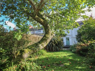 A garden with an apple tree and fallen apples in front of a white house with a green door at Apple Tree Cottage in Gweek