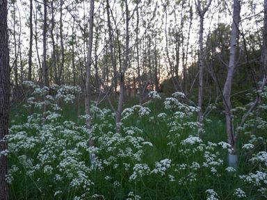 A view of trees and wildflowers in a forest at Hobhole near Keal Cotes