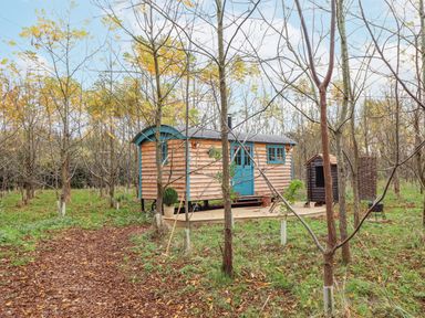 A small wooden cabin with blue doors and windows in a wooded area with trees and a path covered with leaves at Catchwater in Keal Cotes near East Kirkby
