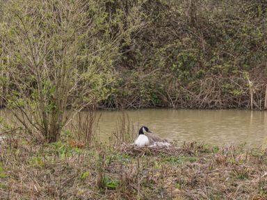 A goose sitting on a nest near a body of water with trees and bushes at 5 Lakeview Rise in Highampton near Hatherleigh