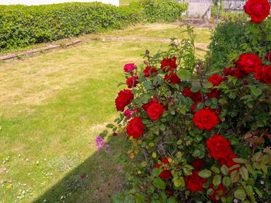 A garden with red roses and a green hedge in the background at Karenza in Penzance