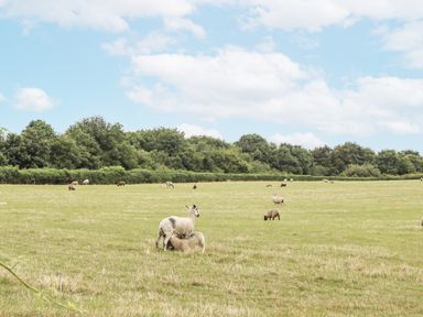 A field with sheep grazing at Aunty Junes Cottage in Okehampton