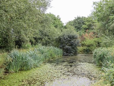 A pond surrounded by plants and trees at Aunty Junes Cottage, Okehampton