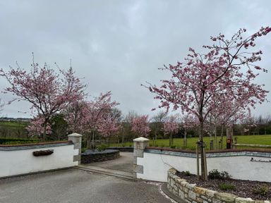 A driveway entrance with a white and stone wall and pink blossom trees at Little Hillside in Redruth