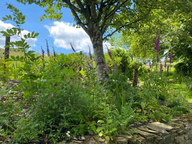 A garden with a tree surrounded by green plants and purple flowers under a blue sky at Owl Cottage in Ashen Cross Pelynt