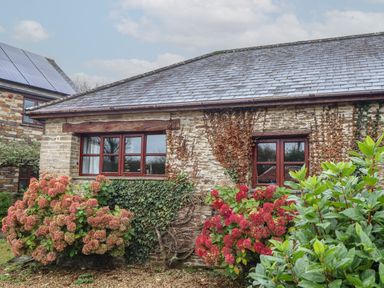 A stone house with two windows surrounded by flowering bushes and ivy at Court Cottage in Ashen Cross Pelynt