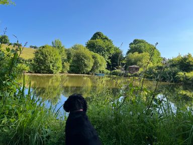 A black dog sitting by a pond surrounded by tall grass and trees at Court Cottage in Ashen Cross Pelynt