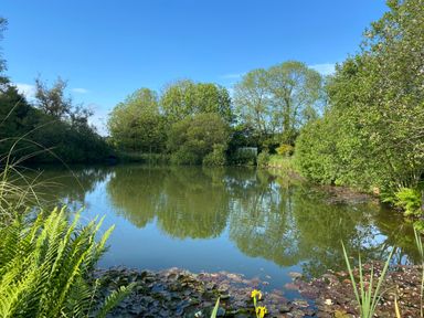 A pond surrounded by trees and plants under a clear blue sky at Court Cottage in Ashen Cross Pelynt