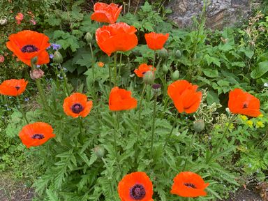 A garden with orange poppy flowers and green foliage at Kernyk in Carn Brea near Pool