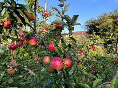 Apple trees with red apples in an orchard with a clear blue sky at Kernyk in Carn Brea near Pool
