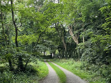 A gravel pathway with grass running through a densely wooded area with tall trees and green foliage at Wood Cottage in Solva