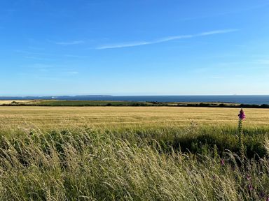 A field with tall grass and crops with a view of the sea and islands in the distance at Wood Cottage in Solva