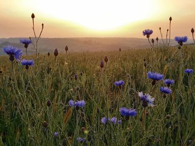 A field with flowers and a sunset at The Halt in Maiden Newton