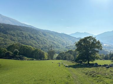 A green field with sheep and a tree at Ty Siabod in Capel Curig near Betws-Y-Coed
