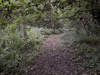 A wooded path surrounded by trees and underbrush at Delfryn Llandeilo near Llandeilo
