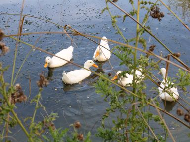 Ducks swimming in the water at Bonnie's Shepherds Hut at Shepherds Lodge Retreat and Wellness in Bottesford near Redmile and Vale of Belvoir