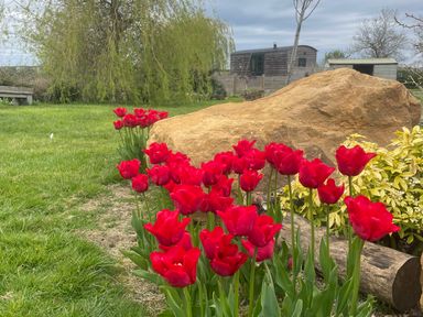 A garden with tulips and a rock at Bonnie's Shepherds Hut at Shepherds Lodge Retreat and Wellness Bottesford near Redmile and Vale of Belvoir