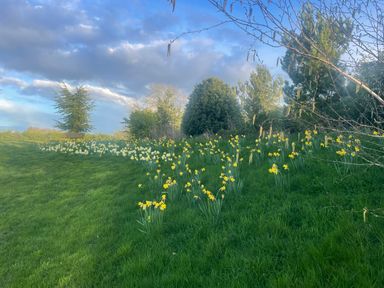 A field with daffodils and trees at Bonnie's Shepherds Hut at Shepherds Lodge Retreat and Wellness Bottesford near Redmile and Vale of Belvoir
