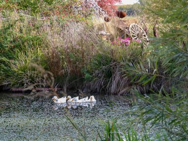 A garden with ducks swimming in a pond at Lillie's Shepherds Hut at Shepherds Lodge Retreat and Wellness, Bottesford near Redmile and Vale of Belvoir