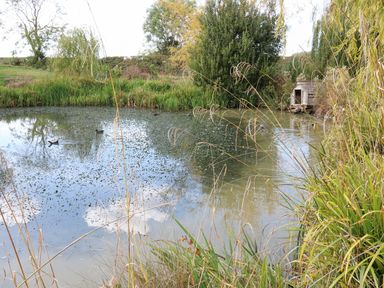 A pond with ducks and grass near a shed at Herbie's Shepherds Hut at Shepherds Lodge Retreat and Wellness Bottesford near Redmile and Vale of Belvoir